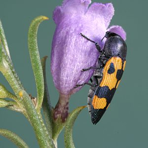 Castiarina vanderwoudeae, PL0168B, female, on Eremophila scoparia, EP, 11.3 × 4.3 mm